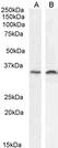 LGALS8 / Galectin 8 Antibody - Anti-Human Galectin-8 (0.3µg/ml) staining of HepG2 (A) and Hela (B) cell line lysates (35µg protein in RIPA buffer). Primary incubation was 1 hour. Detected by chemiluminescence.