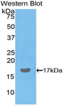 LGALS9 / Galectin 9 Antibody - Western blot of recombinant LGALS9 / Galectin 9.  This image was taken for the unconjugated form of this product. Other forms have not been tested.