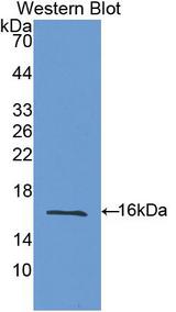 LGALS9 / Galectin 9 Antibody - Western Blot; Sample: Recombinant protein.