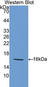 LGALS9 / Galectin 9 Antibody - Western Blot; Sample: Recombinant GAL9, Mouse.