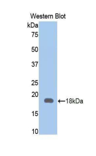 LGALS9 / Galectin 9 Antibody - Western blot of recombinant LGALS9 / Galectin 9.  This image was taken for the unconjugated form of this product. Other forms have not been tested.