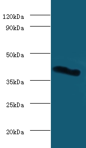 LGALS9 / Galectin 9 Antibody - Western blot of Galectin-9 antibody at 2 ug/ml with mouse heart tissue. Secondary: Goat polyclonal to Rabbit IgG at 1:15000 dilution. Predicted band size: 40 KDa. Observed band size: 40 KDa.  This image was taken for the unconjugated form of this product. Other forms have not been tested.