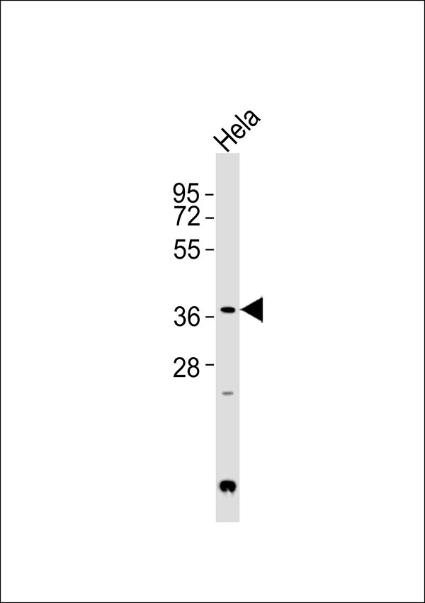 LGALS9 / Galectin 9 Antibody - Anti-Galectin 9 Antibody at 1:1000 dilution + HeLa whole cell lysates Lysates/proteins at 20 ug per lane. Secondary Goat Anti-Rabbit IgG, (H+L),Peroxidase conjugated at 1/10000 dilution Predicted band size : 40 kDa Blocking/Dilution buffer: 5% NFDM/TBST.