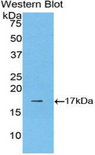 LGALS9B Antibody - Western blot of recombinant LGALS9B.  This image was taken for the unconjugated form of this product. Other forms have not been tested.