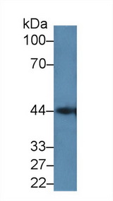 LGALS9C Antibody - Western Blot; Sample: Mouse Pancreas lysate; Primary Ab: 2µg/ml Rabbit Anti-Human GAL9C Antibody Second Ab: 0.2µg/mL HRP-Linked Caprine Anti-Rabbit IgG Polyclonal Antibody