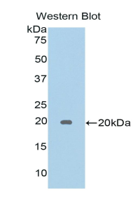 LGALSL / Galectin 5 Antibody - Western blot of recombinant LGALSL / Galectin 5.  This image was taken for the unconjugated form of this product. Other forms have not been tested.