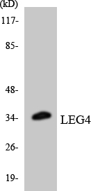 LGALSL / Galectin 5 Antibody - Western blot analysis of the lysates from HeLa cells using LEG4 antibody.