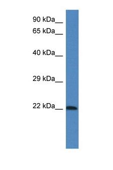 LGALSL / Galectin 5 Antibody - LGALSL antibody Western blot of Mouse Brain lysate. Antibody concentration 1 ug/ml.  This image was taken for the unconjugated form of this product. Other forms have not been tested.