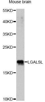 LGALSL / Galectin 5 Antibody - Western blot analysis of extracts of mouse brain, using LGALSL antibody at 1:1000 dilution. The secondary antibody used was an HRP Goat Anti-Rabbit IgG (H+L) at 1:10000 dilution. Lysates were loaded 25ug per lane and 3% nonfat dry milk in TBST was used for blocking. An ECL Kit was used for detection and the exposure time was 10s.