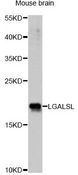 LGALSL / Galectin 5 Antibody - Western blot analysis of extracts of mouse brain, using LGALSL antibody at 1:1000 dilution. The secondary antibody used was an HRP Goat Anti-Rabbit IgG (H+L) at 1:10000 dilution. Lysates were loaded 25ug per lane and 3% nonfat dry milk in TBST was used for blocking. An ECL Kit was used for detection and the exposure time was 10s.