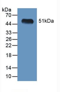 LGMN / Legumain Antibody - Western Blot; Sample: Recombinant LGMN, Mouse.