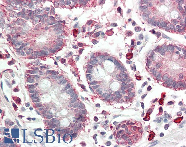 LGMN / Legumain Antibody - Human Small Intestine: Formalin-Fixed, Paraffin-Embedded (FFPE) This image was taken for the unconjugated form of this product. Other forms have not been tested.