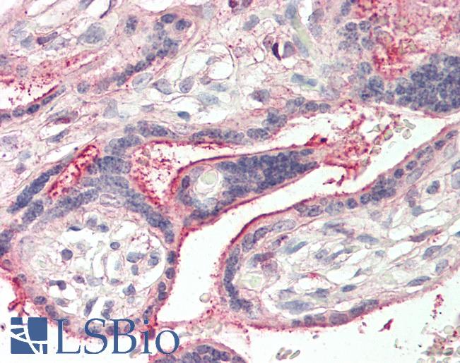LGMN / Legumain Antibody - Human Placenta: Formalin-Fixed, Paraffin-Embedded (FFPE) This image was taken for the unconjugated form of this product. Other forms have not been tested.