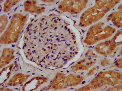 LGMN / Legumain Antibody - Immunohistochemistry image at a dilution of 1:600 and staining in paraffin-embedded human kidney tissue performed on a Leica BondTM system. After dewaxing and hydration, antigen retrieval was mediated by high pressure in a citrate buffer (pH 6.0) . Section was blocked with 10% normal goat serum 30min at RT. Then primary antibody (1% BSA) was incubated at 4 °C overnight. The primary is detected by a biotinylated secondary antibody and visualized using an HRP conjugated SP system.