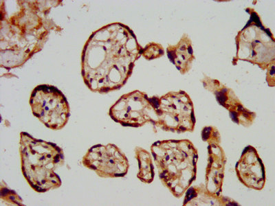 LGMN / Legumain Antibody - Immunohistochemistry image at a dilution of 1:600 and staining in paraffin-embedded human placenta tissue performed on a Leica BondTM system. After dewaxing and hydration, antigen retrieval was mediated by high pressure in a citrate buffer (pH 6.0) . Section was blocked with 10% normal goat serum 30min at RT. Then primary antibody (1% BSA) was incubated at 4 °C overnight. The primary is detected by a biotinylated secondary antibody and visualized using an HRP conjugated SP system.