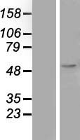 LGMN / Legumain Protein - Western validation with an anti-DDK antibody * L: Control HEK293 lysate R: Over-expression lysate