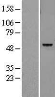 LGMN / Legumain Protein - Western validation with an anti-DDK antibody * L: Control HEK293 lysate R: Over-expression lysate