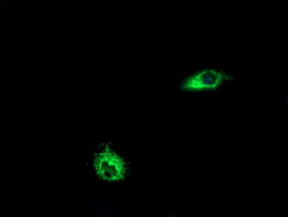 LGR6 Antibody - Anti-LGR6 mouse monoclonal antibody immunofluorescent staining of COS7 cells transiently transfected by pCMV6-ENTRY LGR6.