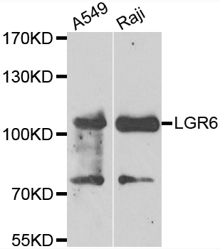 LGR6 Antibody - Western blot analysis of extracts of various cell lines.