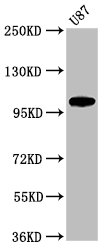 LGR6 Antibody - Positive Western Blot detected in U87 whole cell lysate. All lanes: LGR6 antibody at 2.5 µg/ml Secondary Goat polyclonal to rabbit IgG at 1/50000 dilution. Predicted band size: 105, 90, 100 KDa. Observed band size: 105 KDa