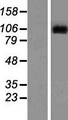 LGR6 Protein - Western validation with an anti-DDK antibody * L: Control HEK293 lysate R: Over-expression lysate