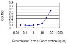LGTN / EIF2D Antibody - Detection limit for recombinant GST tagged EIF2D is 3 ng/ml as a capture antibody.