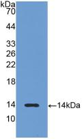 LHB / Luteinizing Hormone Antibody - Western Blot; Sample: Recombinant LHb, Rat.