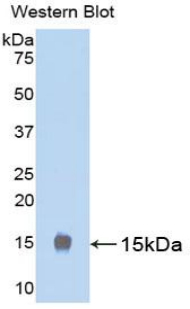LHB / Luteinizing Hormone Antibody - Western blot of recombinant LHB / Luteinizing Hormone.  This image was taken for the unconjugated form of this product. Other forms have not been tested.