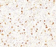 LHB / Luteinizing Hormone Antibody - IHC testing of FFPE human pituitary with LHB antibody (CCGD1).  This image was taken for the unmodified form of this product. Other forms have not been tested.