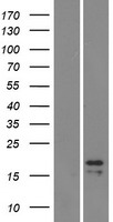 LHB / Luteinizing Hormone Protein - Western validation with an anti-DDK antibody * L: Control HEK293 lysate R: Over-expression lysate