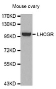 LHCGR / LHR / LH Receptor Antibody - Western blot analysis of extracts of Mouse ovary cell line, using LHCGR antibody.