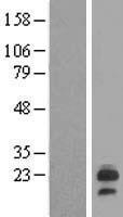 LHFP Protein - Western validation with an anti-DDK antibody * L: Control HEK293 lysate R: Over-expression lysate