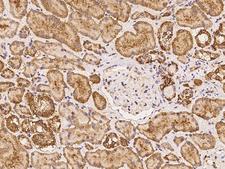 LHFPL2 Antibody - Immunochemical staining of human LHFPL2 in human kidney with rabbit polyclonal antibody at 1:100 dilution, formalin-fixed paraffin embedded sections.