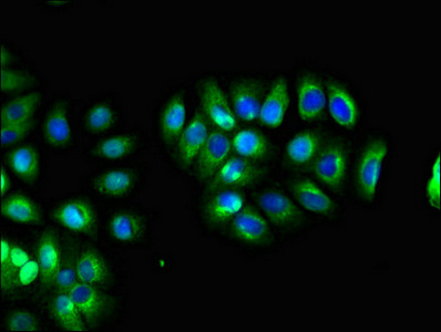 LHFPL5 Antibody - Immunofluorescent analysis of A549 cells diluted at 1:100 and Alexa Fluor 488-congugated AffiniPure Goat Anti-Rabbit IgG(H+L)