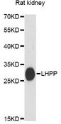 LHPP Antibody - Western blot analysis of extracts of rat kidney, using LHPP antibody at 1:3000 dilution. The secondary antibody used was an HRP Goat Anti-Rabbit IgG (H+L) at 1:10000 dilution. Lysates were loaded 25ug per lane and 3% nonfat dry milk in TBST was used for blocking. An ECL Kit was used for detection and the exposure time was 30s.