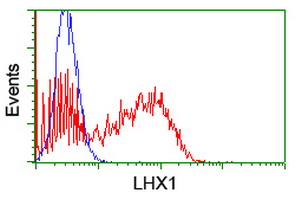 LHX1 Antibody - HEK293T cells transfected with either overexpress plasmid (Red) or empty vector control plasmid (Blue) were immunostained by anti-LHX1 antibody, and then analyzed by flow cytometry.