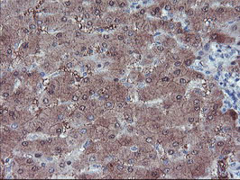 LHX1 Antibody - IHC of paraffin-embedded Human liver tissue using anti-LHX1 mouse monoclonal antibody. (Heat-induced epitope retrieval by 10mM citric buffer, pH6.0, 100C for 10min).