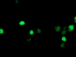 LHX1 Antibody - Anti-LHX1 mouse monoclonal antibody immunofluorescent staining of COS7 cells transiently transfected by pCMV6-ENTRY LHX1.
