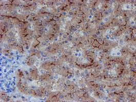 LHX1 Antibody - IHC of paraffin-embedded Human liver tissue using anti-LHX1 mouse monoclonal antibody. (Heat-induced epitope retrieval by 10mM citric buffer, pH6.0, 100C for 10min).