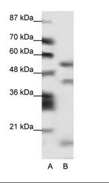 LHX1 Antibody - A: Marker, B: HepG2 Cell Lysate.  This image was taken for the unconjugated form of this product. Other forms have not been tested.