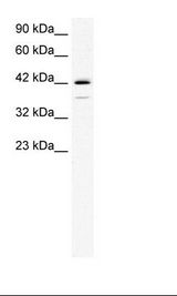LHX1 Antibody - HepG2 Cell Lysate.  This image was taken for the unconjugated form of this product. Other forms have not been tested.