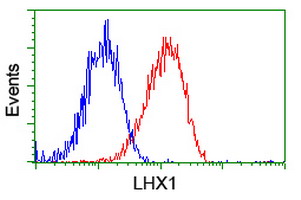 LHX1 Antibody - Flow cytometry of HeLa cells, using anti-LHX1 antibody (Red), compared to a nonspecific negative control antibody (Blue).