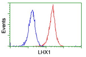 LHX1 Antibody - Flow cytometry of Jurkat cells, using anti-LHX1 antibody (Red), compared to a nonspecific negative control antibody (Blue).