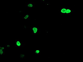 LHX1 Antibody - Anti-LHX1 mouse monoclonal antibody immunofluorescent staining of COS7 cells transiently transfected by pCMV6-ENTRY LHX1.