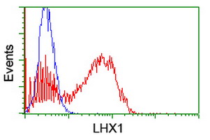 LHX1 Antibody - HEK293T cells transfected with either overexpress plasmid (Red) or empty vector control plasmid (Blue) were immunostained by anti-LHX1 antibody, and then analyzed by flow cytometry.