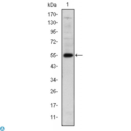 LHX2 Antibody - Western Blot (WB) analysis using LHX2 Monoclonal Antibody against human LHX2 (AA: 200-406) recombinant protein.