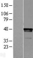 LHX2 Protein - Western validation with an anti-DDK antibody * L: Control HEK293 lysate R: Over-expression lysate