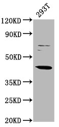 LHX3 Antibody - Western Blot Positive WB detected in: 293T whole cell lysate All Lanes: LHX3 antibody at 3.1µg/ml Secondary Goat polyclonal to rabbit IgG at 1/50000 dilution Predicted band size: 44 KDa Observed band size: 44 KDa