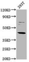 LHX3 Antibody - Western Blot Positive WB detected in: 293T whole cell lysate All Lanes: LHX3 antibody at 3.1µg/ml Secondary Goat polyclonal to rabbit IgG at 1/50000 dilution Predicted band size: 44 KDa Observed band size: 44 KDa