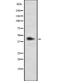 LHX3 Antibody - Western blot analysis of LHX3 using HepG2 whole cells lysates